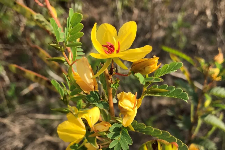 Partridge Pea