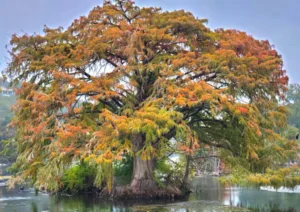 Photo credit: Kathleen Scott, Bald Cypress (Taxodium distichum) in Landa Lake, Landa Park