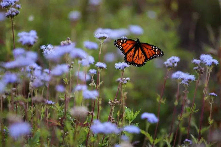 Texas Discovery Gardens