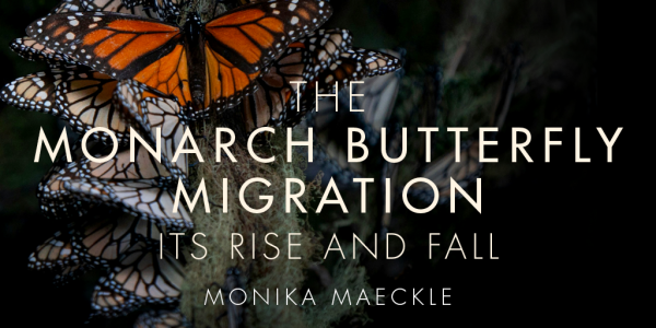 The Monarch Butterfly Migration; Its Rise and Fall