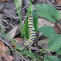 Monarch-Caterpillar-2